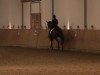 dressage horse De Roy (Bavarian, 2000, from Riccione)