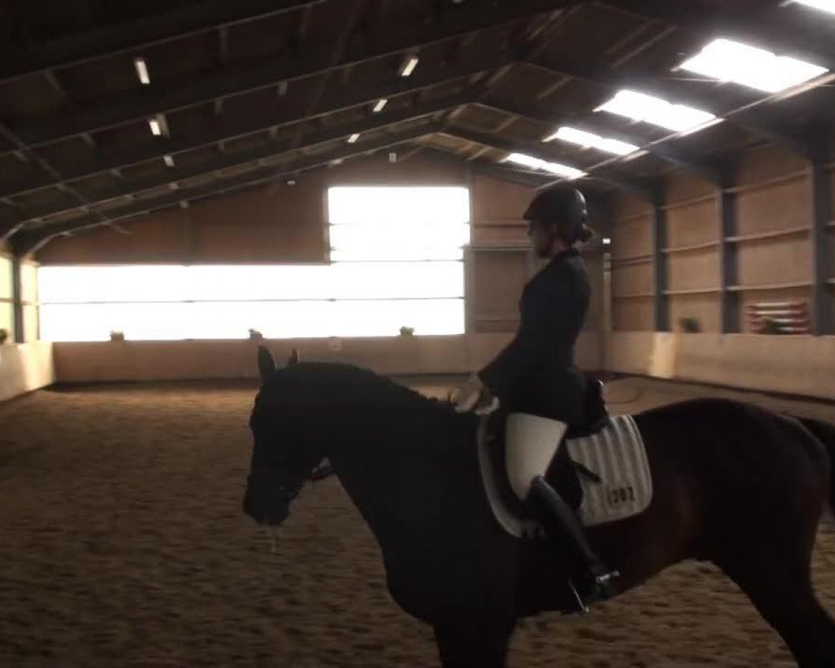 dressage horse Clooney 10 (Bavarian, 2000, from Clintino)