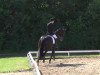 dressage horse Sansibar 102 (Württemberger, 2008, from Sir Donnerhall I)