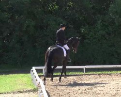 dressage horse Sansibar 102 (Württemberger, 2008, from Sir Donnerhall I)