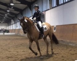 dressage horse Dark Daylight H (German Riding Pony, 2007, from FS Don't Worry)