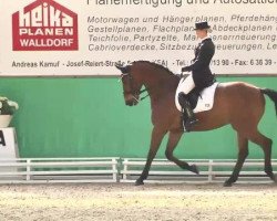 dressage horse Froschkoenig (Württemberger, 2006, from Frenchman II)