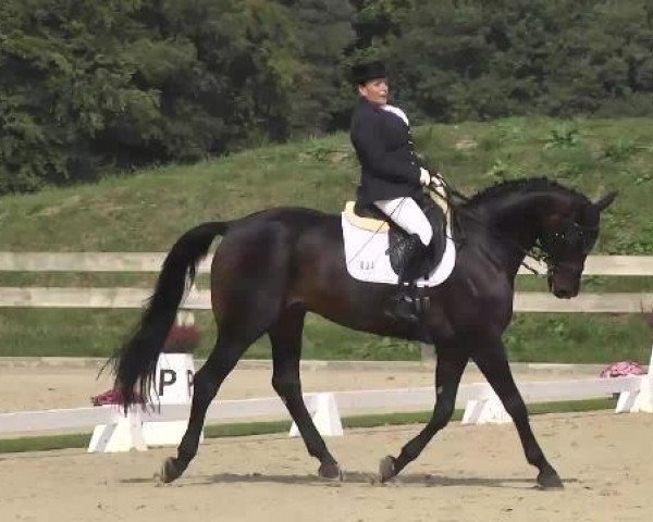 dressage horse Fürst Fernando 4 (Württemberger, 2001, from Feingold)