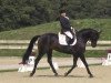 dressage horse Fürst Fernando 4 (Württemberger, 2001, from Feingold)