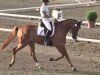 dressage horse Di Caprio 34 (Württemberger, 2007, from Danone 4)