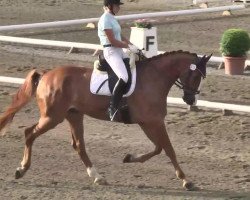 dressage horse Di Caprio 34 (Württemberger, 2007, from Danone 4)