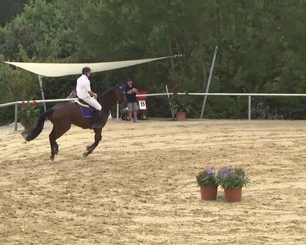 jumper FBW Aranscha (Württemberger, 2004, from Aracento)