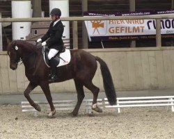 dressage horse David 175 (Württemberger, 2004, from Day Dream)