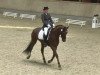 dressage horse Florentin 11 (Württemberger, 2005, from French Kiss)