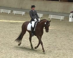 dressage horse Florentin 11 (Württemberger, 2005, from French Kiss)