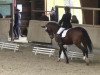 dressage horse Daisy G 3 (Württemberger, 2001, from Dr. Jackson D)