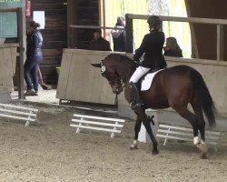 dressage horse Daisy G 3 (Württemberger, 2001, from Dr. Jackson D)