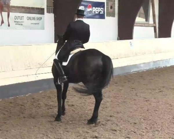 dressage horse Daiquiri 85 (Württemberger, 2007, from Don Frederico)