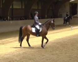 dressage horse Sir of Sunshine (Württemberger, 2001, from Sir Charles)