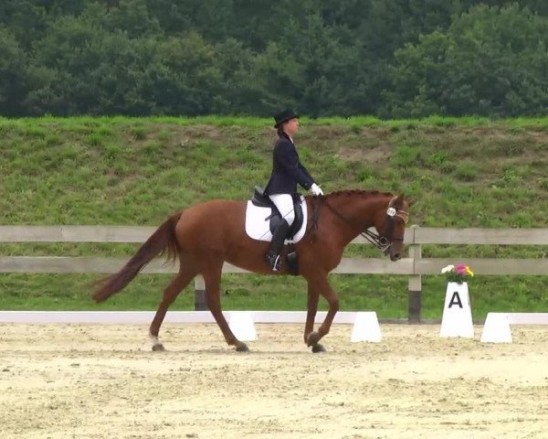 dressage horse Donna Leon 7 (Württemberger, 2003, from Don Frederico)