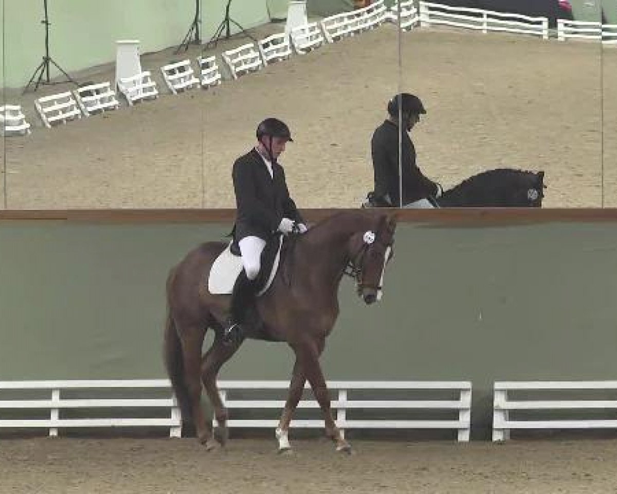 Dressurpferd Lucky Devil K (Württemberger, 2007, von Kingsley Lucky Dance)
