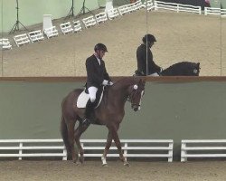 dressage horse Lucky Devil K (Württemberger, 2007, from Kingsley Lucky Dance)