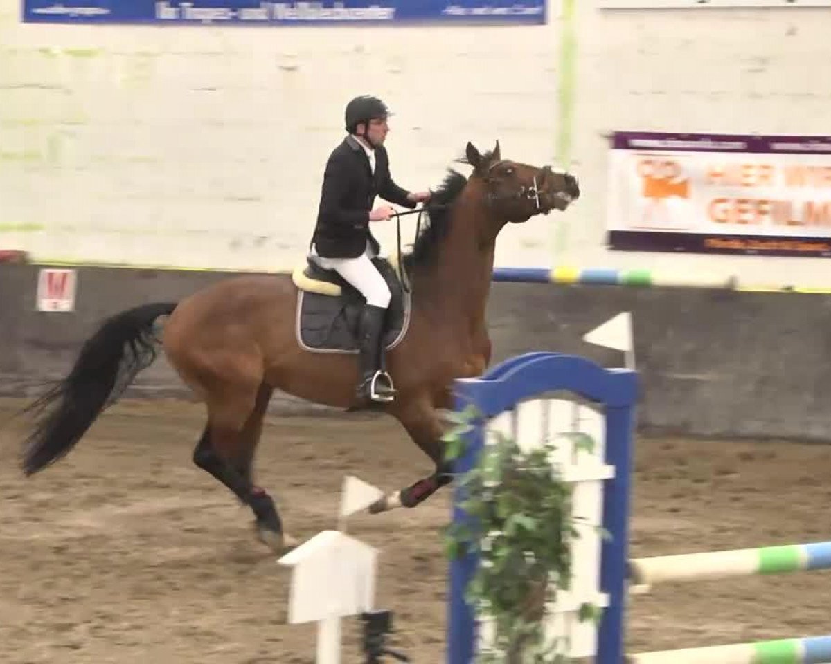 Springpferd Quirin 21 (Württemberger, 2001, von Qantas de L)