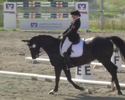 dressage horse Don Alfredo 11 (Württemberger, 2000, from Donnerprinz)