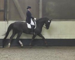 dressage horse Diego de Niro (Württemberger, 2001, from De Niro)