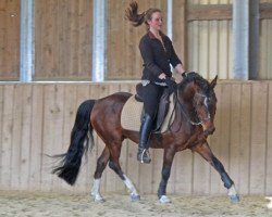 jumper Whynot Just a Boy (German Riding Pony, 2007, from Callenberg's Just in time)