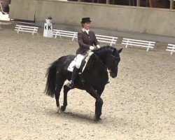 dressage horse San Cortez (Württemberger, 2003, from Sterntänzer)