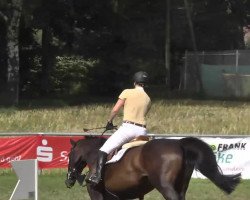 broodmare Suse D (Württemberger, 2004, from Sir Oldenburg)