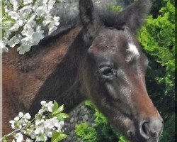 dressage horse WhyNot Jay Jay (German Riding Pony, 2015, from WhyNot Just a Boy)