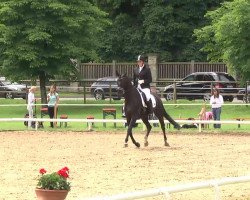 dressage horse Semper Fidelis F (Württemberger, 2007, from Sir Sandro)