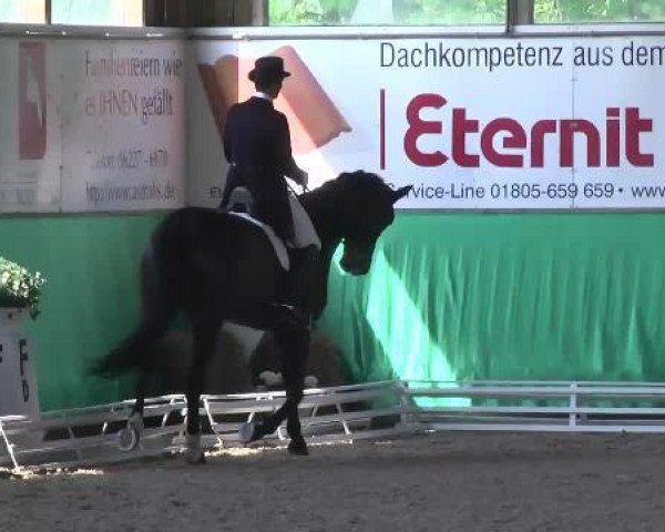dressage horse Best Dancer (Württemberger, 2003, from Harmony's Baroncelli)