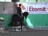 dressage horse Best Dancer (Württemberger, 2003, from Harmony's Baroncelli)