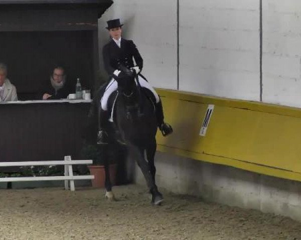 dressage horse Diamant 562 (Württemberger, 2006, from Dacaprio)