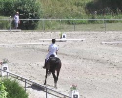 dressage horse Sandros Joli V.L. (Württemberger, 2006, from Sandro Hit)