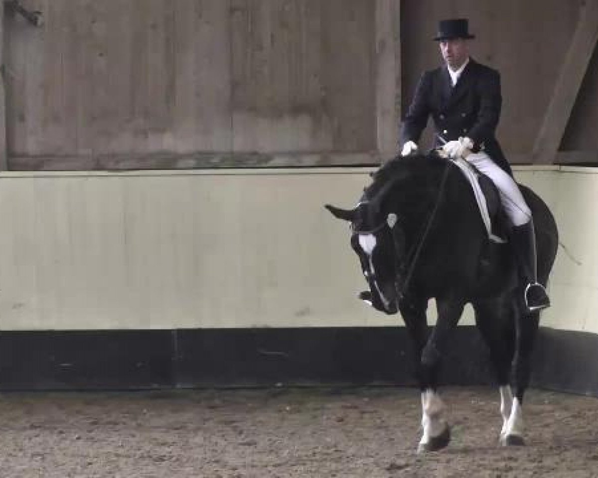 dressage horse PBM Cavano Hit (Württemberger, 2007, from Blue Hors Cavan)