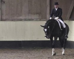 dressage horse PBM Cavano Hit (Württemberger, 2007, from Blue Hors Cavan)