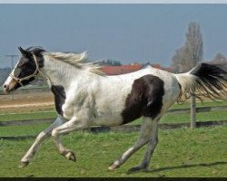 broodmare Gundula (Lewitzer, 2000, from Agnus Dei)