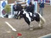 Springpferd Finnley 6 (Tinker / Irish Cob / Gypsy Vanner, 2003, von Fleetwood Mac)