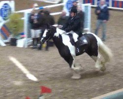 Springpferd Finnley 6 (Tinker / Irish Cob / Gypsy Vanner, 2003, von Fleetwood Mac)