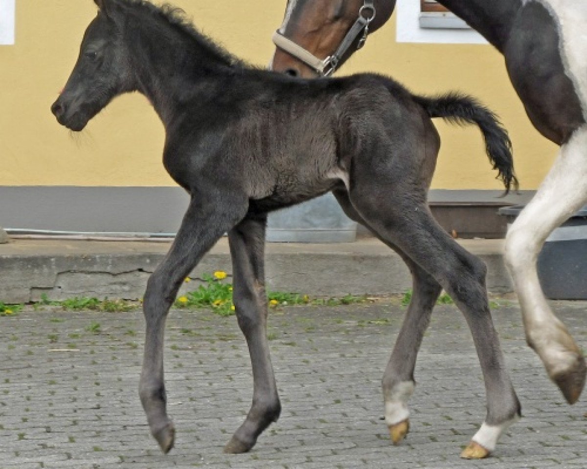 jumper WhyNot Cuba Libre (German Riding Pony, 2015, from Soel'rings Cadeau Noir)