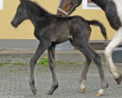 jumper WhyNot Cuba Libre (German Riding Pony, 2015, from Soel'rings Cadeau Noir)