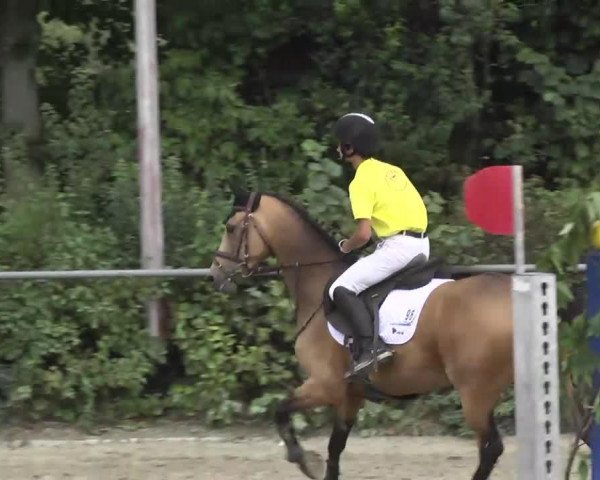 dressage horse Frankenteich's Dunja (German Riding Pony, 2004, from Dangereux)