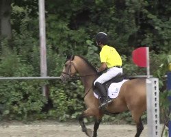 dressage horse Frankenteich's Dunja (Deutsches Reitpony, 2004, from Dangereux)