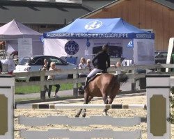 jumper Chaplie (Hessian Warmblood, 2000, from Centesimo I)