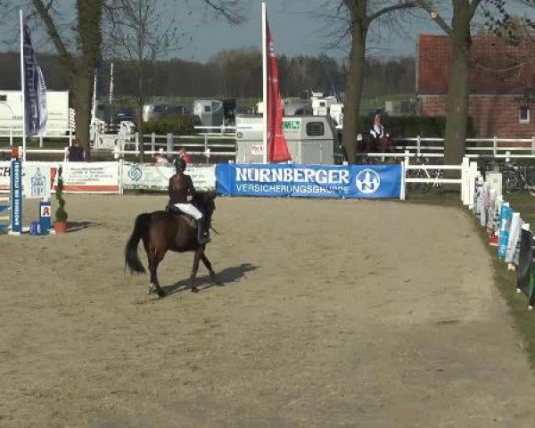 Springpferd Classic Diamond 2 (Hessisches Warmblut, 2002, von Carnando)