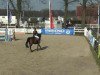 Springpferd Classic Diamond 2 (Hessisches Warmblut, 2002, von Carnando)