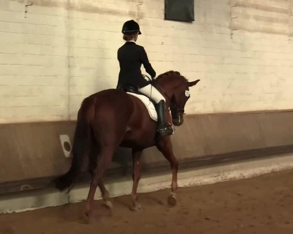 dressage horse Emelie 34 (Hessian Warmblood, 2004, from Easy Jumper)