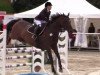 jumper Leo Miro (Hessian Warmblood, 2002, from Levantos I)