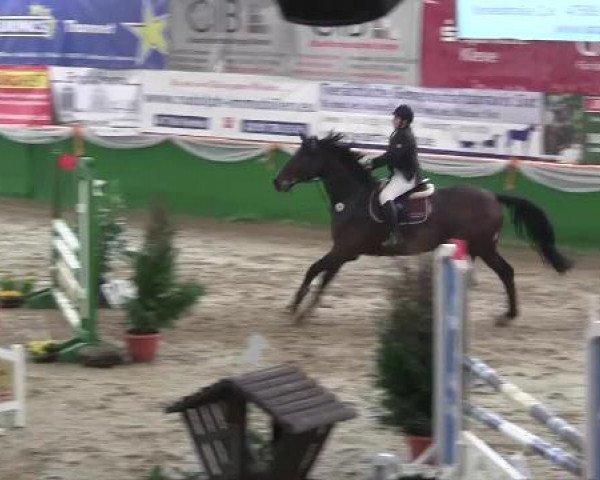 horse Florano 2 (Hessian Warmblood, 2000, from Friedenstraum)