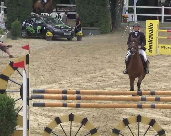 jumper Quidam's Cognac S (Hessian Warmblood, 2005, from Quidam's Rubin)