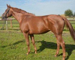 broodmare Weltmeyers Princess (Hanoverian, 2007, from Weltmeyer)